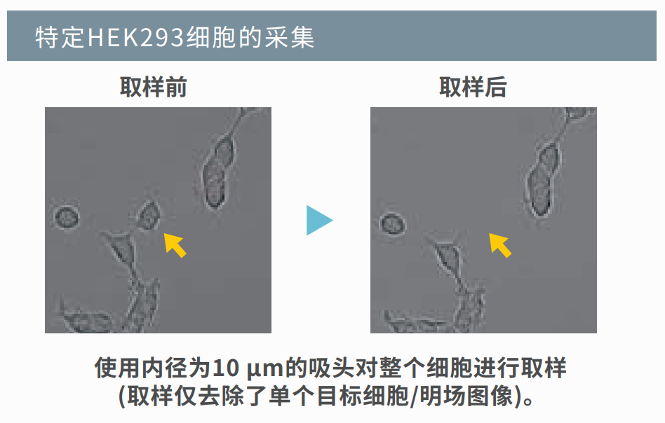 HEK293細(xì)胞取樣.png