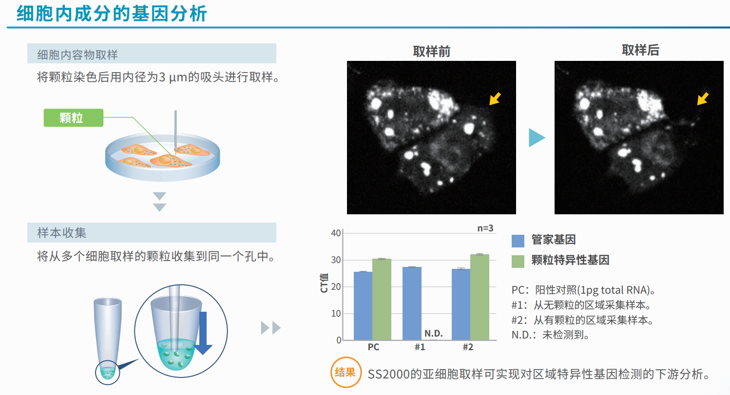 細(xì)胞內(nèi)成分的基因分析.png