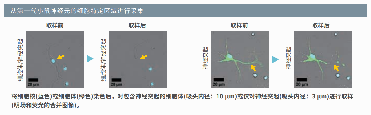 應(yīng)用1：小鼠神經(jīng)元取樣.png